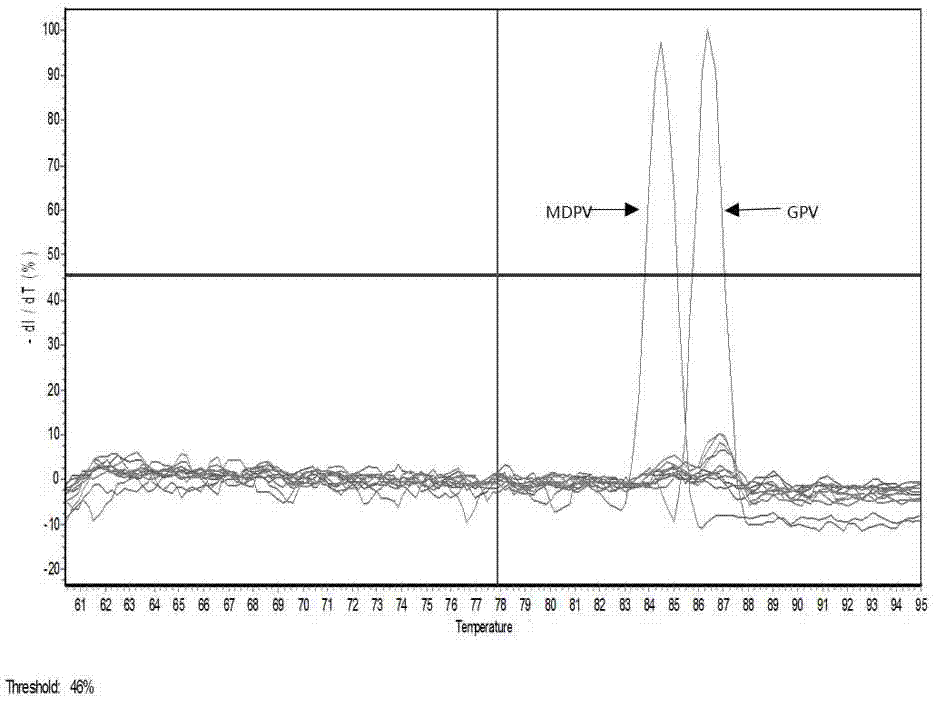 Muscovy duck parvovirus (MDPV) and goose parvovirus (GPV) dual real-time fluorescence quantitative PCR detection primer