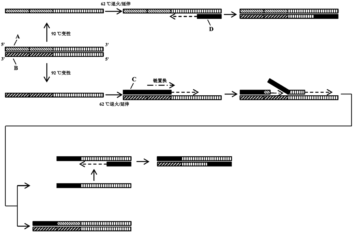 Primers, kits and detection methods for detection of citrus Huanglongbing Asian species