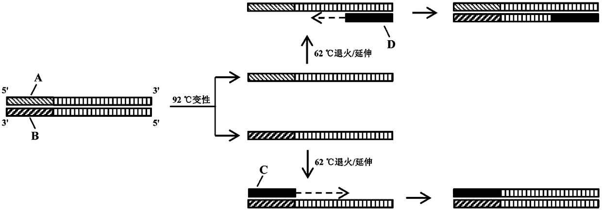 Primers, kits and detection methods for detection of citrus Huanglongbing Asian species