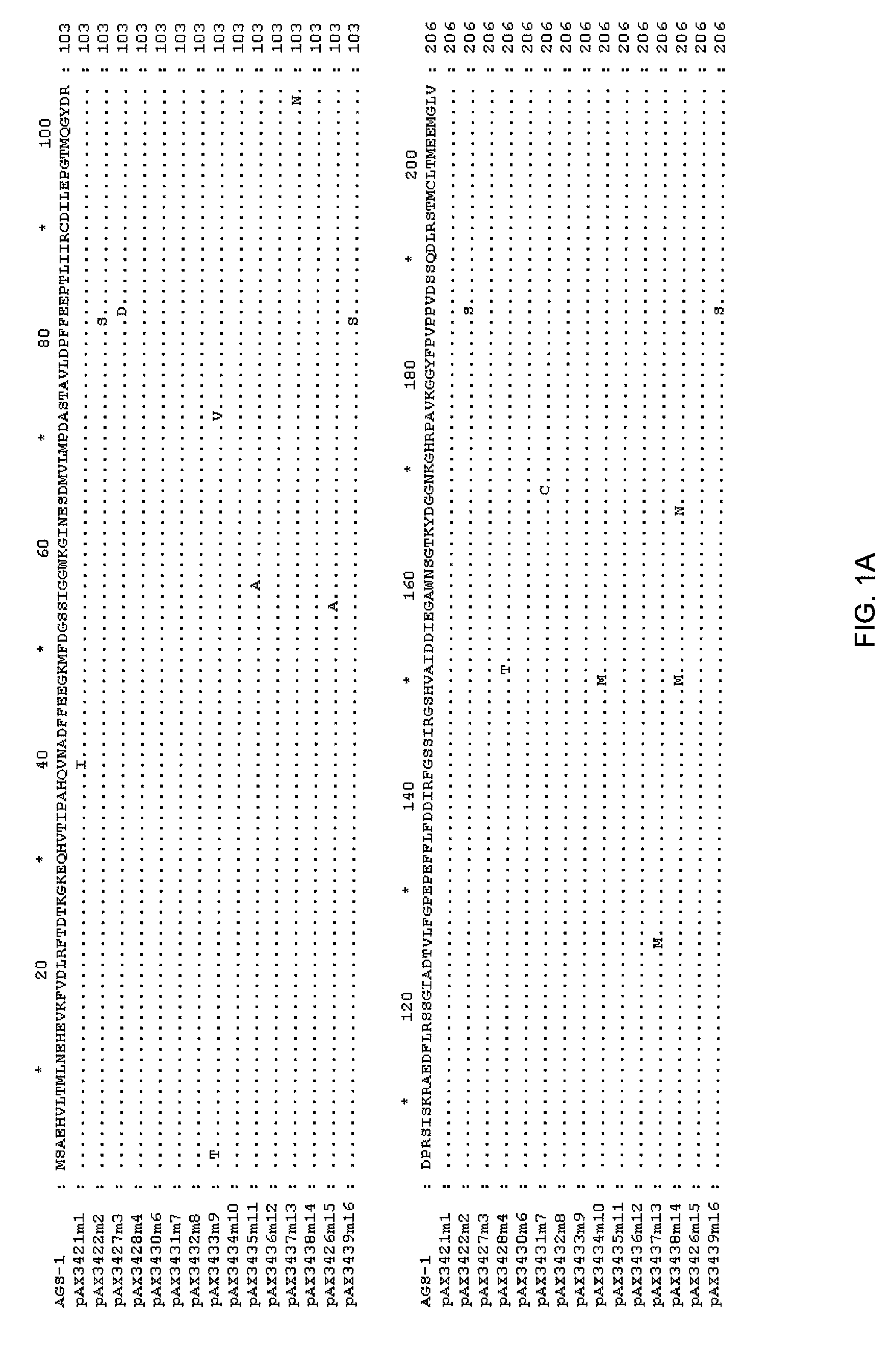 Bacterial glutamine synthetases and methods of use