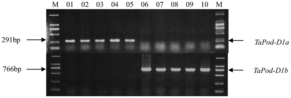 A molecular marker for identifying wheat grain peroxidase activity and its application