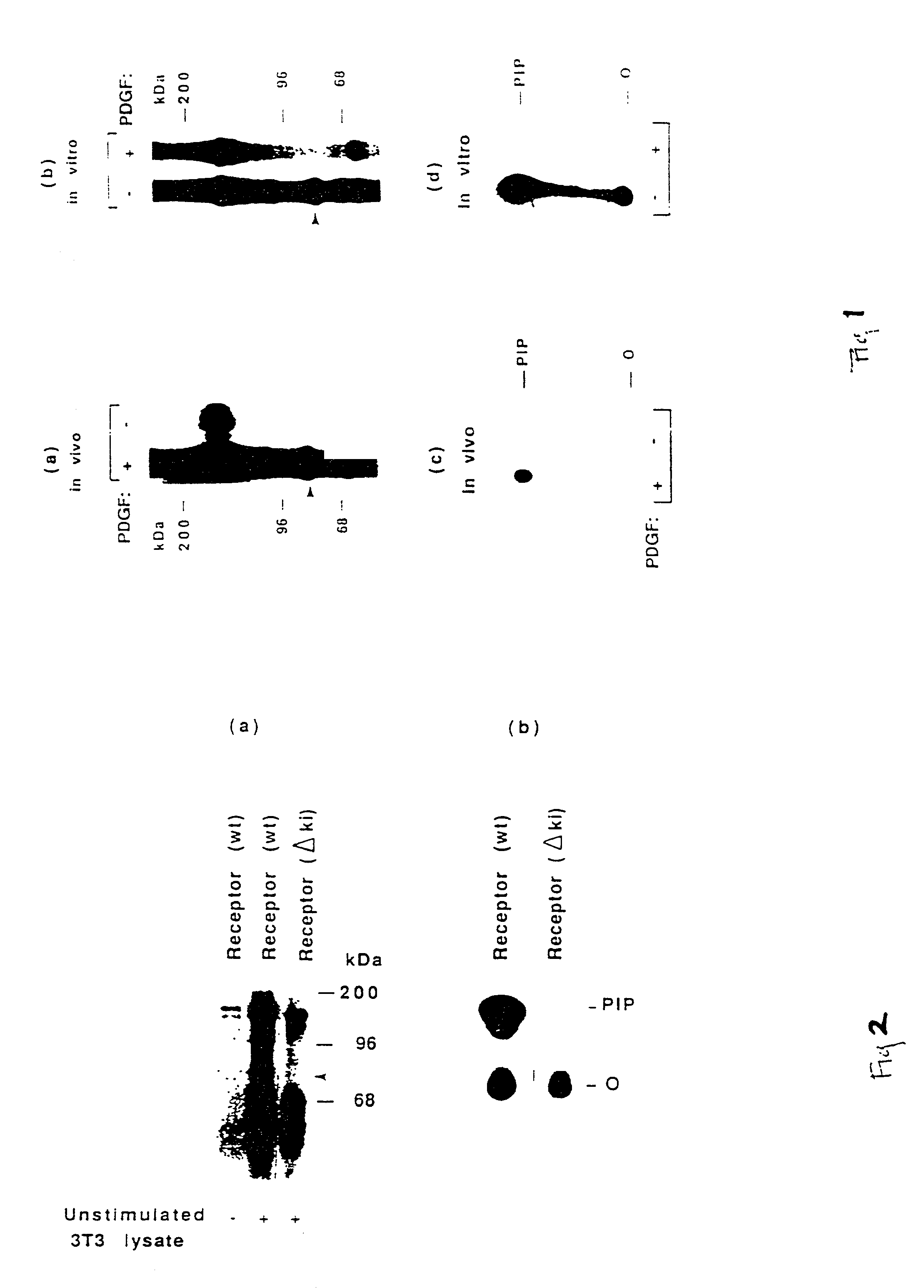 Human platelet-derived growth factor receptors