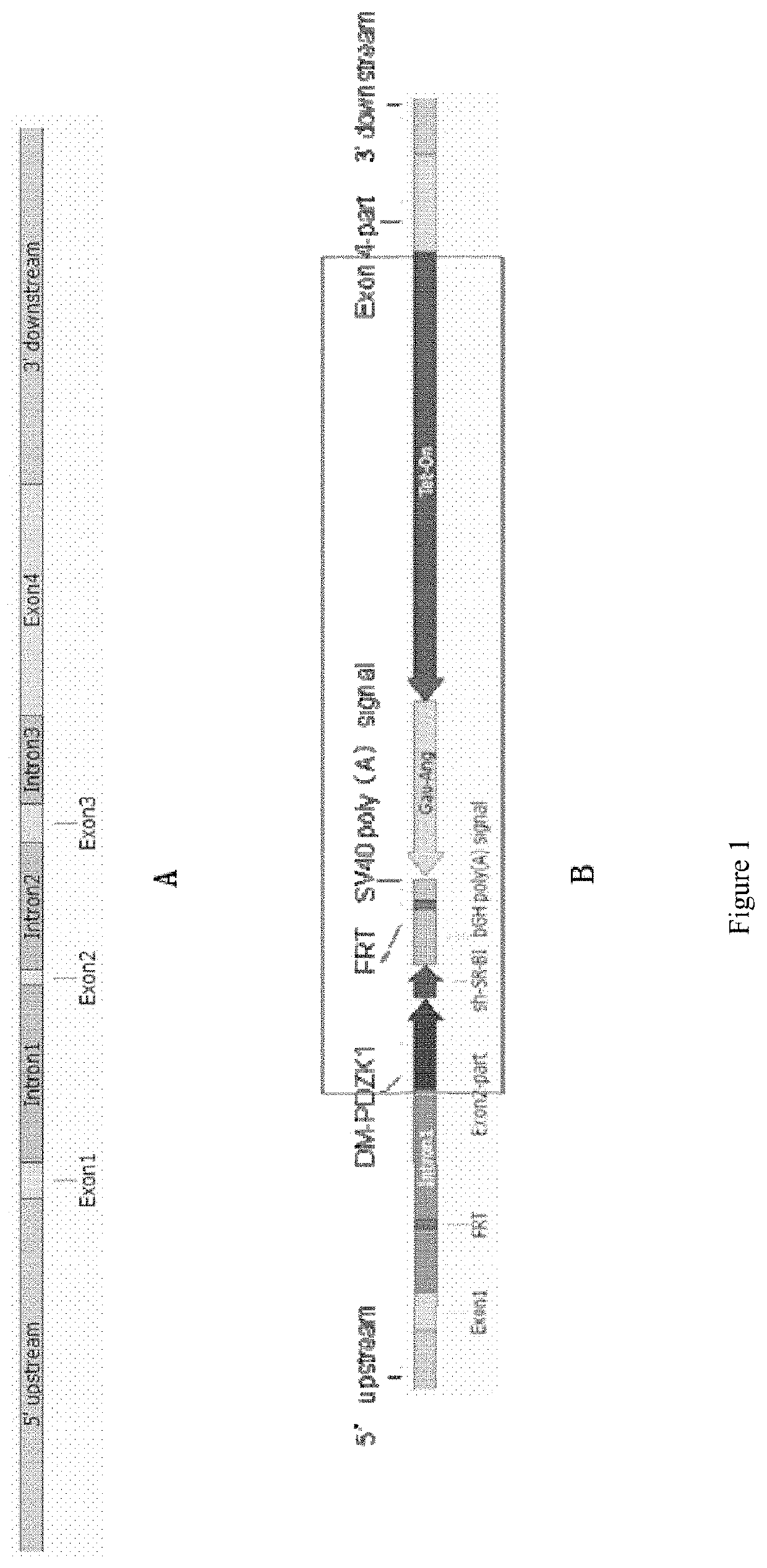 Genetically engineered non-human mammal, construction method therefor and use thereof