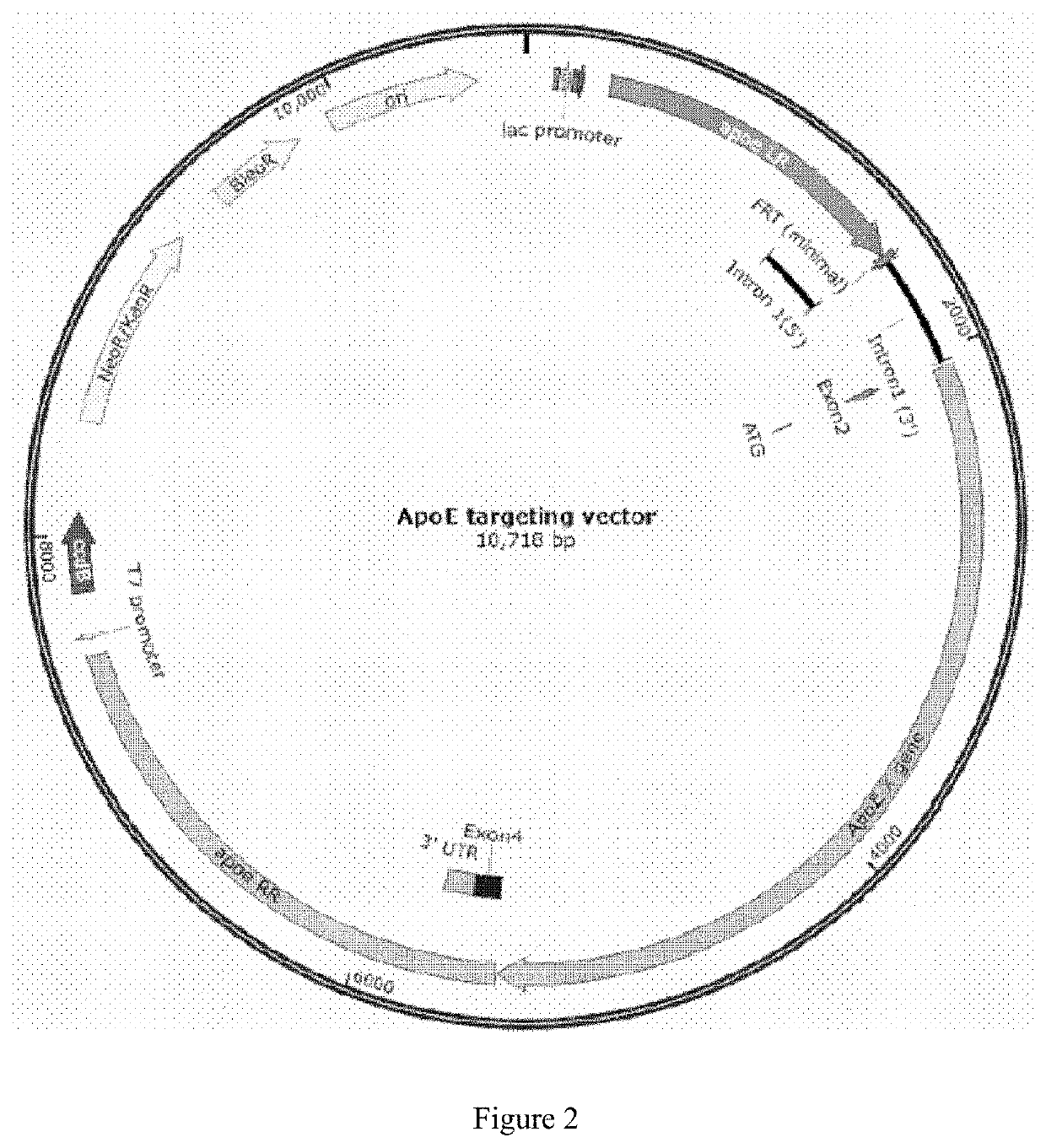 Genetically engineered non-human mammal, construction method therefor and use thereof