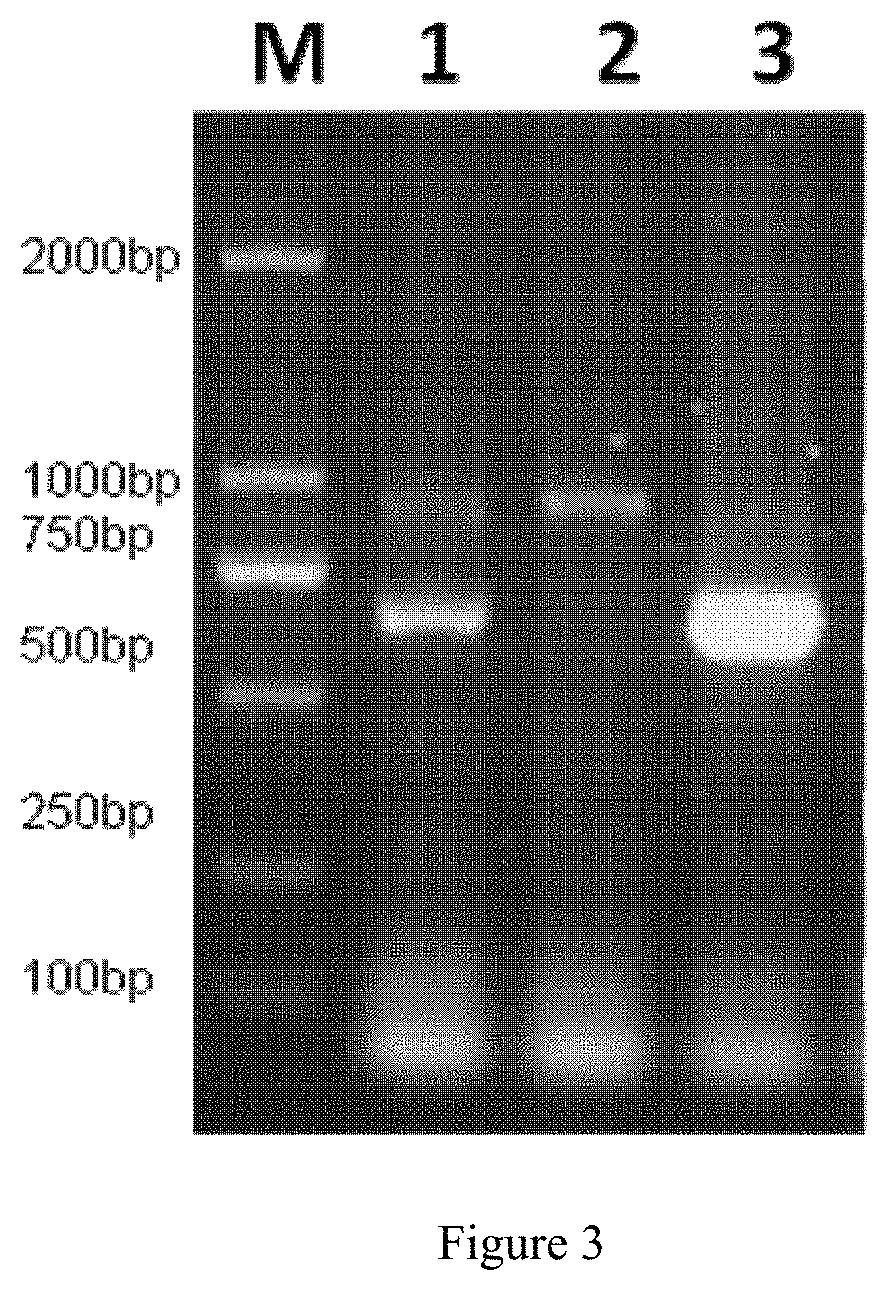 Genetically engineered non-human mammal, construction method therefor and use thereof