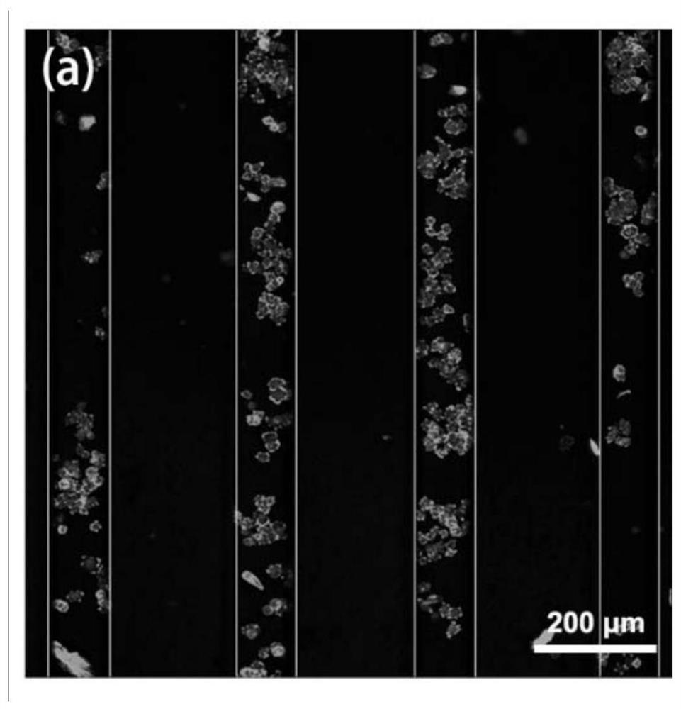 A conductive nerve repair material with micro-nano topological structure and its preparation method and application