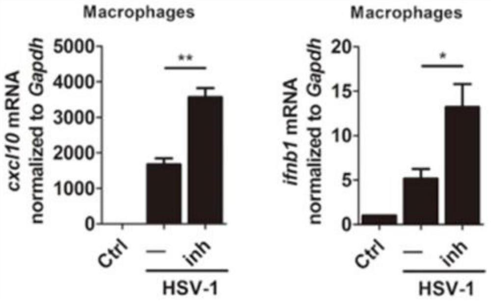 Application of z-vad-fmk in the preparation of human herpes simplex virus type 1 inhibitor