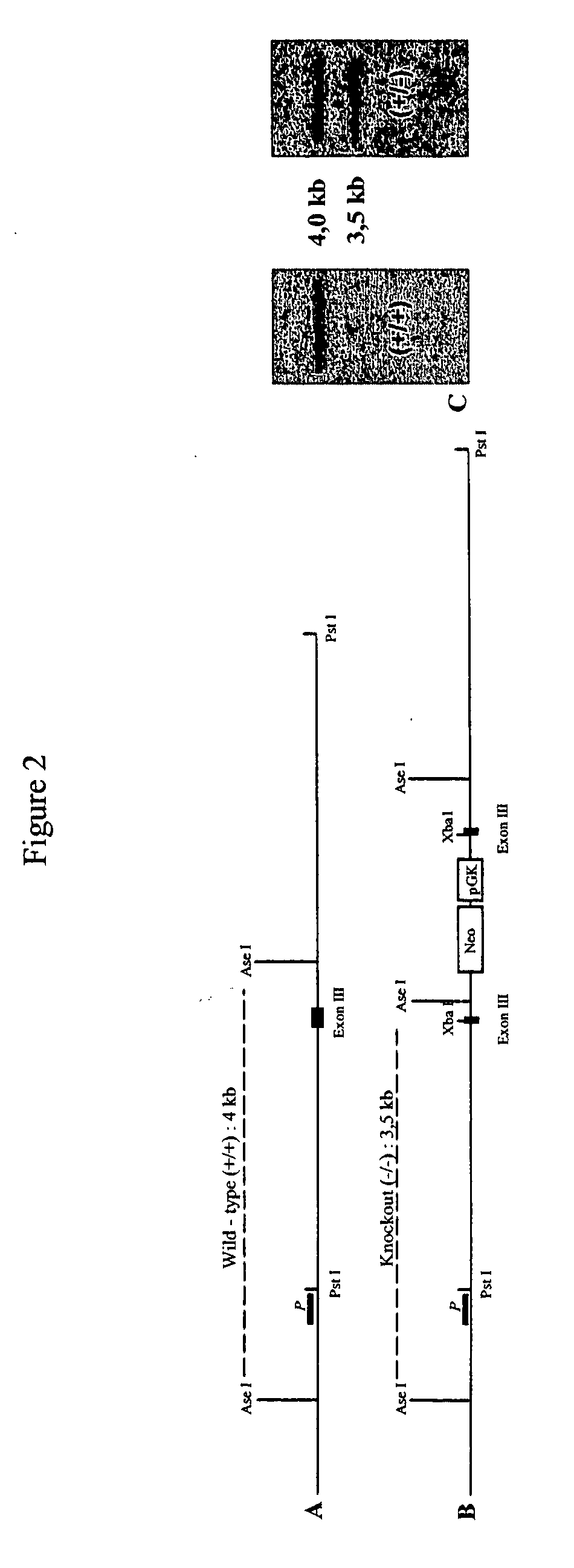 Pharmaceutical composition for treating and/or preventing a pathology associated with an obsessional behavior or with obesity