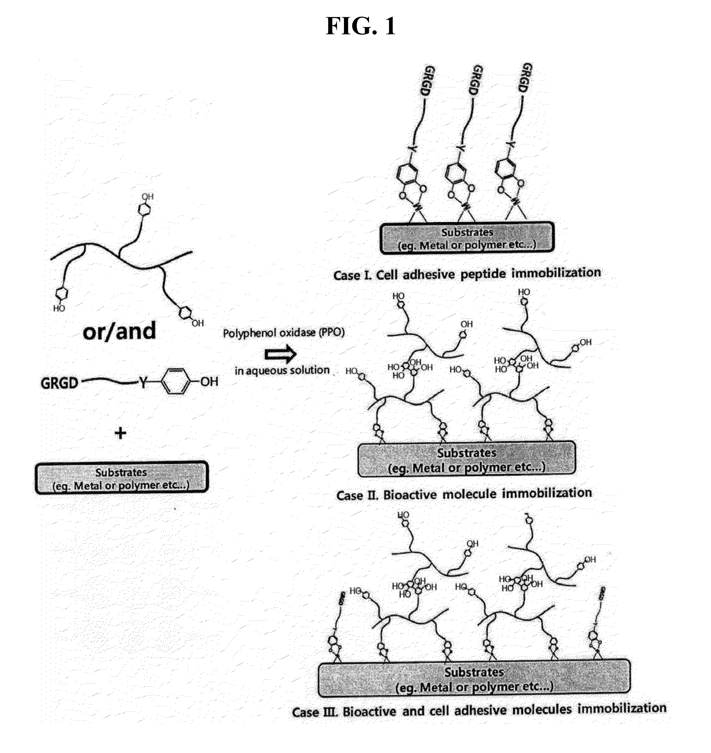 Immobilization method of bioactive molecules using polyphenol oxidase