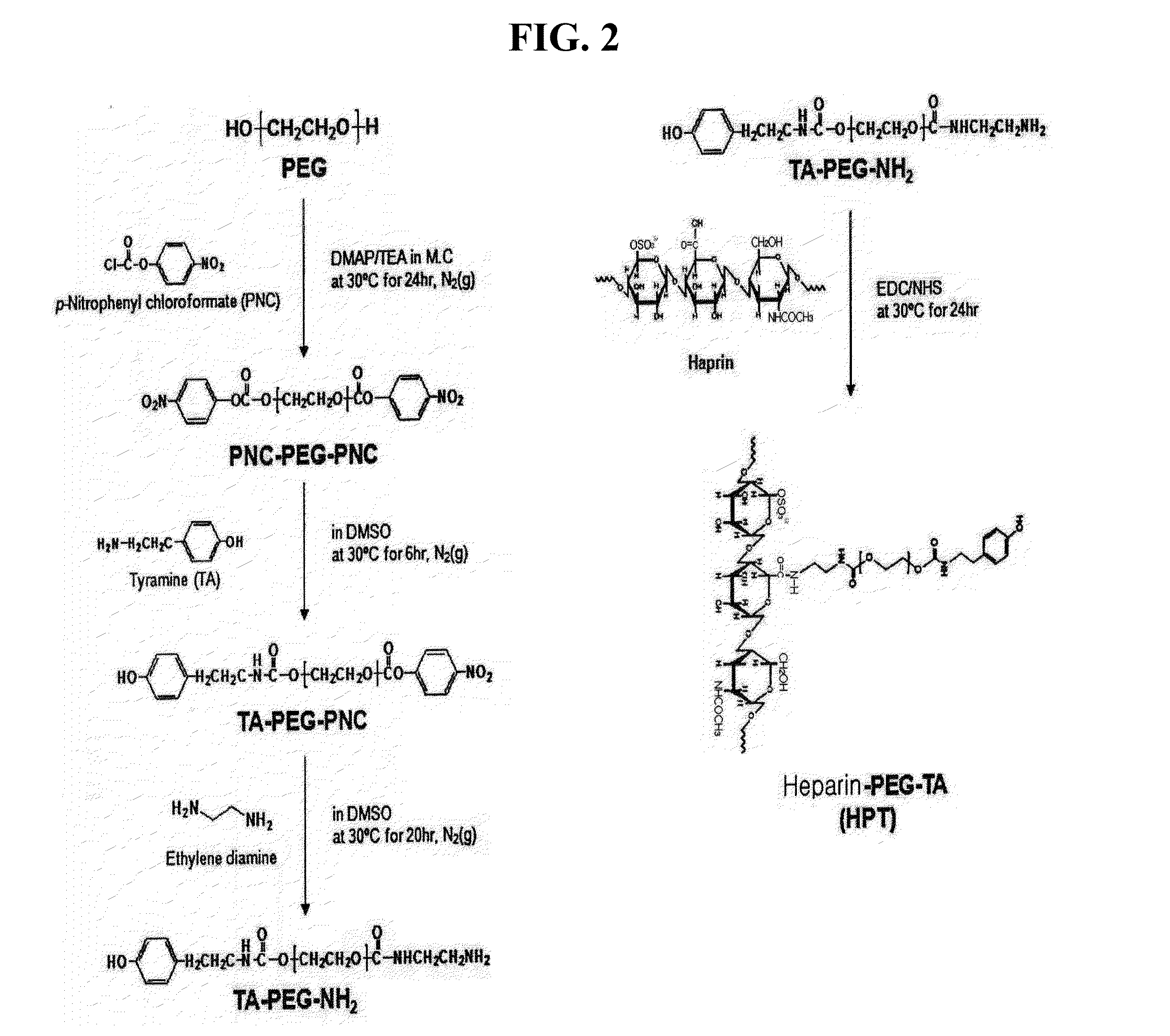 Immobilization method of bioactive molecules using polyphenol oxidase