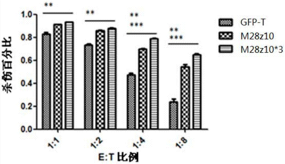 Nucleic acid molecule for enhancing antitumor activity of T cells
