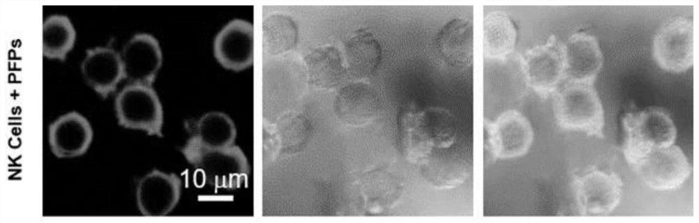 A fluorescent polymer based on aggregation-induced luminescent effect and its preparation method and application