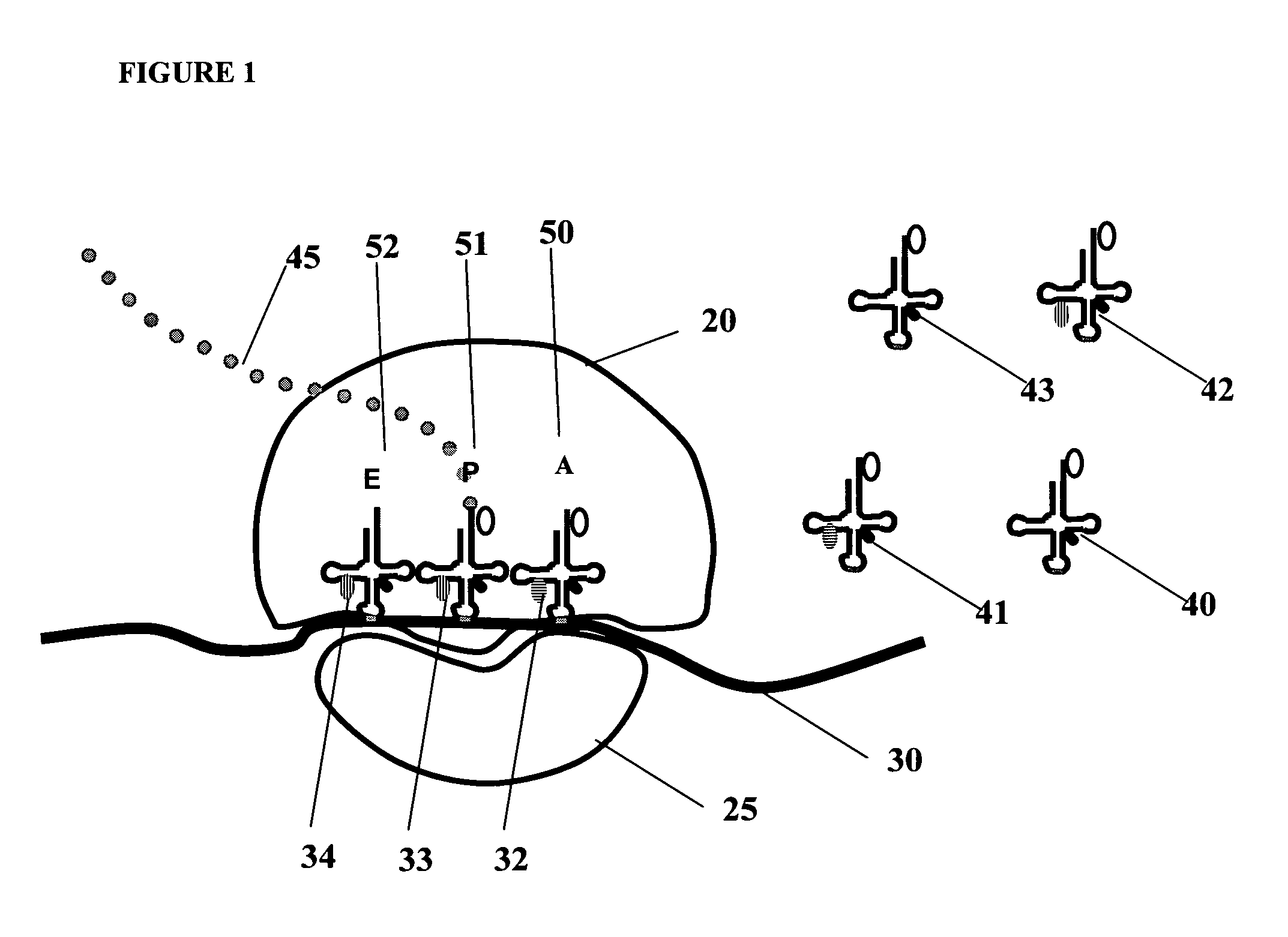 Systems and methods for measuring translation activity in viable cells