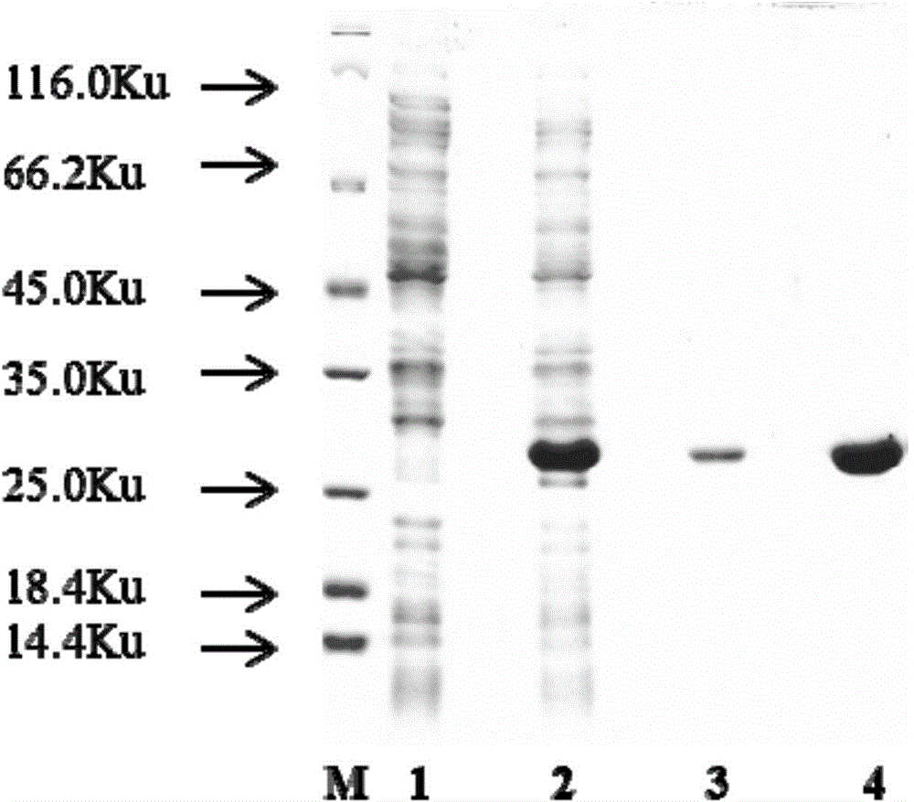Endolysin sourced from salmonella bacteriophage and application thereof