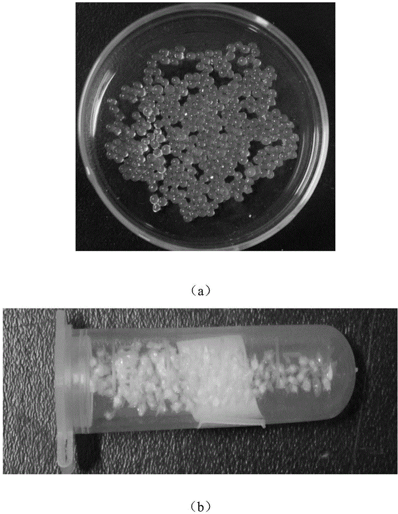 VEGF and vancomycin-supported multilayer slow release microsphere preparation, and preparation method and application thereof
