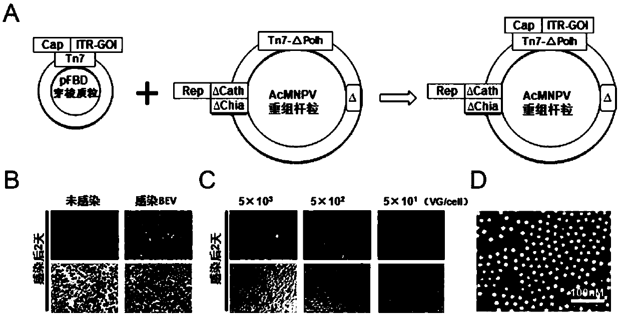 Preparation method and system of recombinant adeno-associated virus (rAAV), and recombinant bacmid