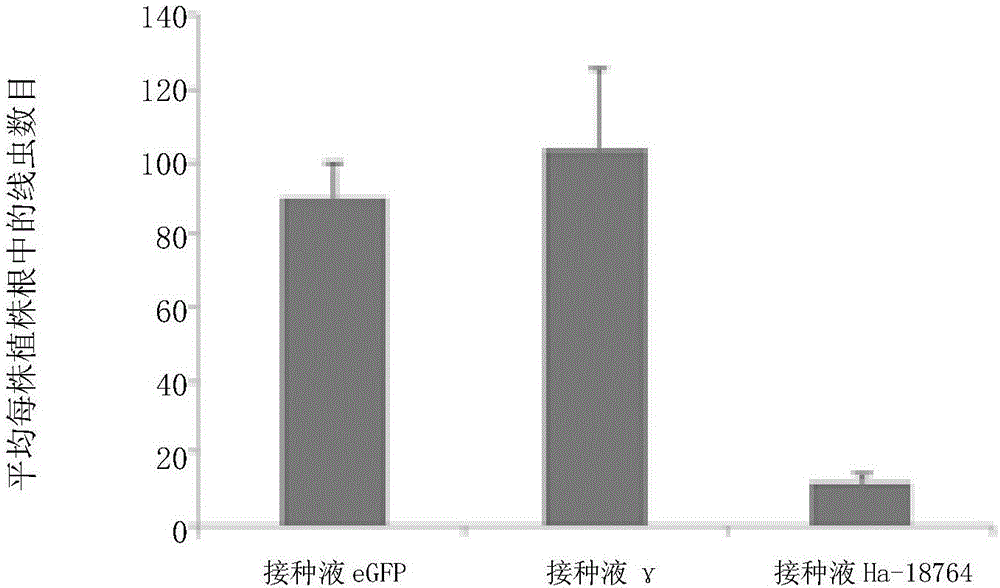 Heterodera avenae derived Ha-18764 protein and coding gene and application thereof