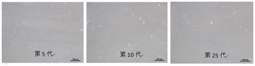 A method for culturing, identifying and inducing differentiation of Scorpius myoblasts in vitro