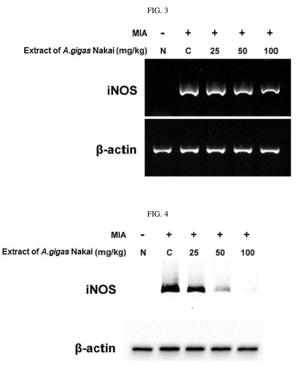 Composition for preventing or treating osteoarthritis containing an extract of angelica gigas nakai