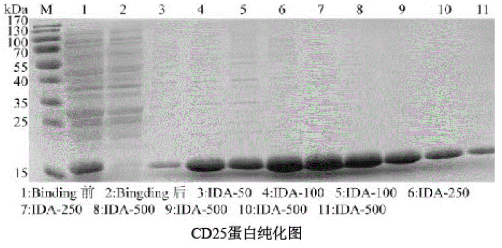 CD25 nanometer antibody as well as coding sequence and application thereof