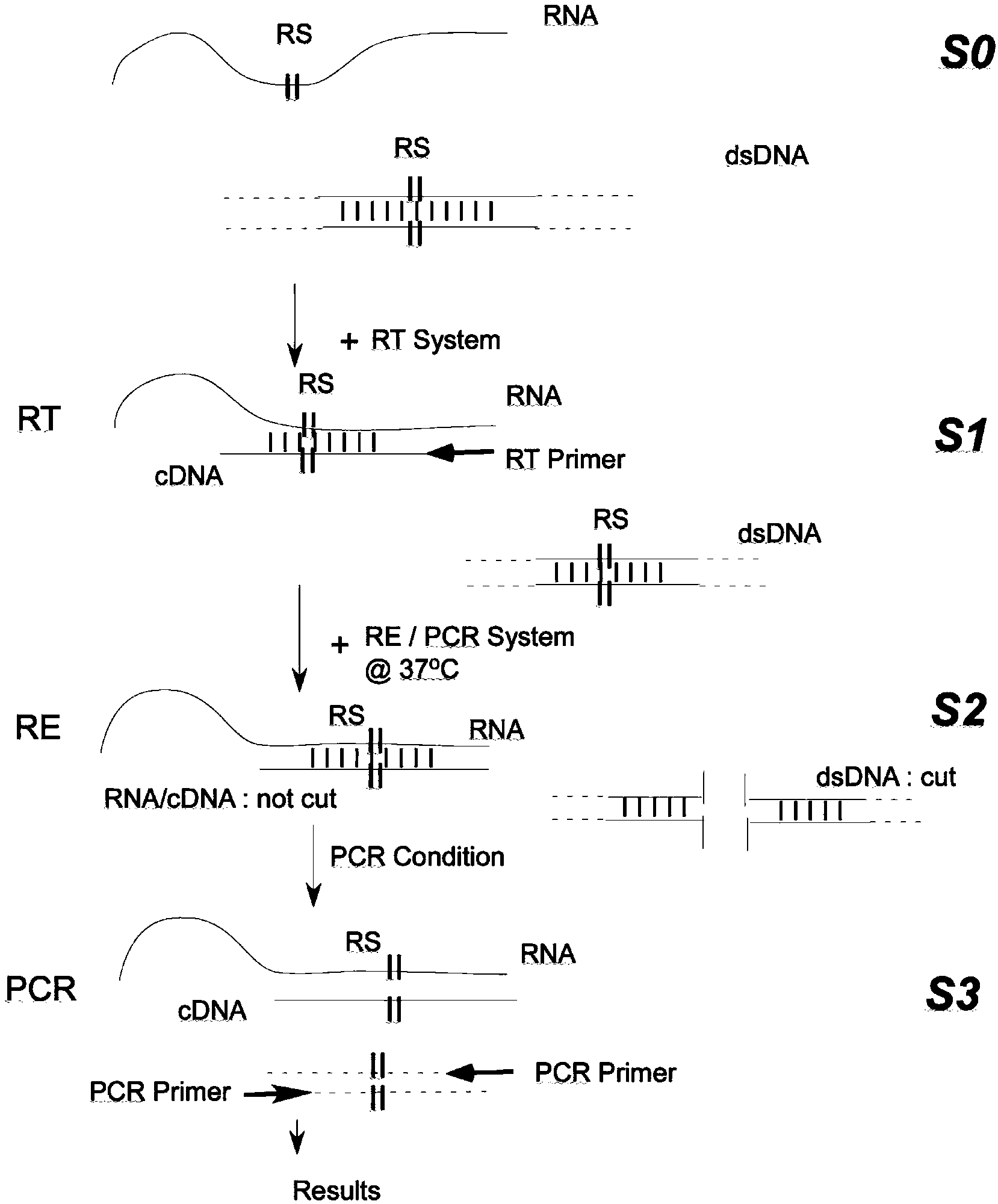 RT-PCR method integrated with restriction endonuclease removal of DNA pollution