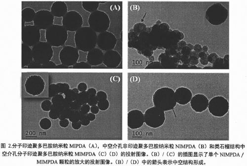 Preparation method and application of hollow mesoporous molecularly imprinted polydopamine nanoparticle adsorbent of pomegranate-like structure