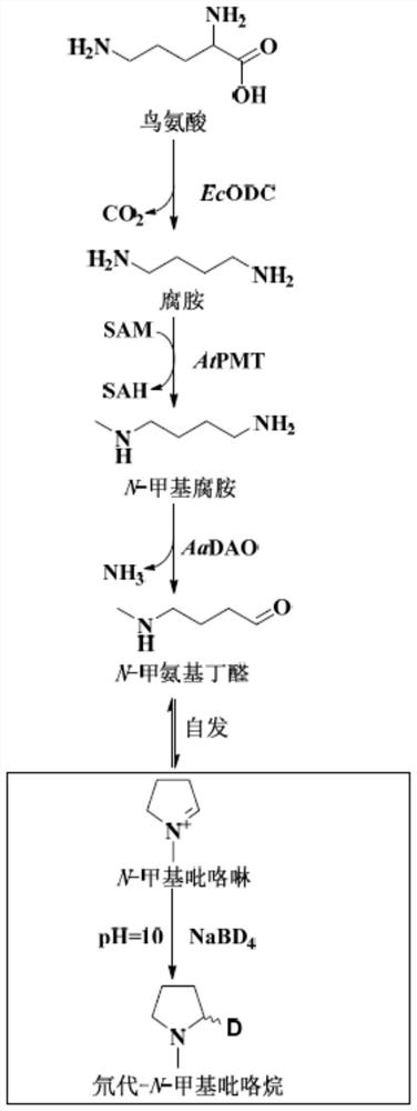 The biosynthesis method of n-methylpyrroline