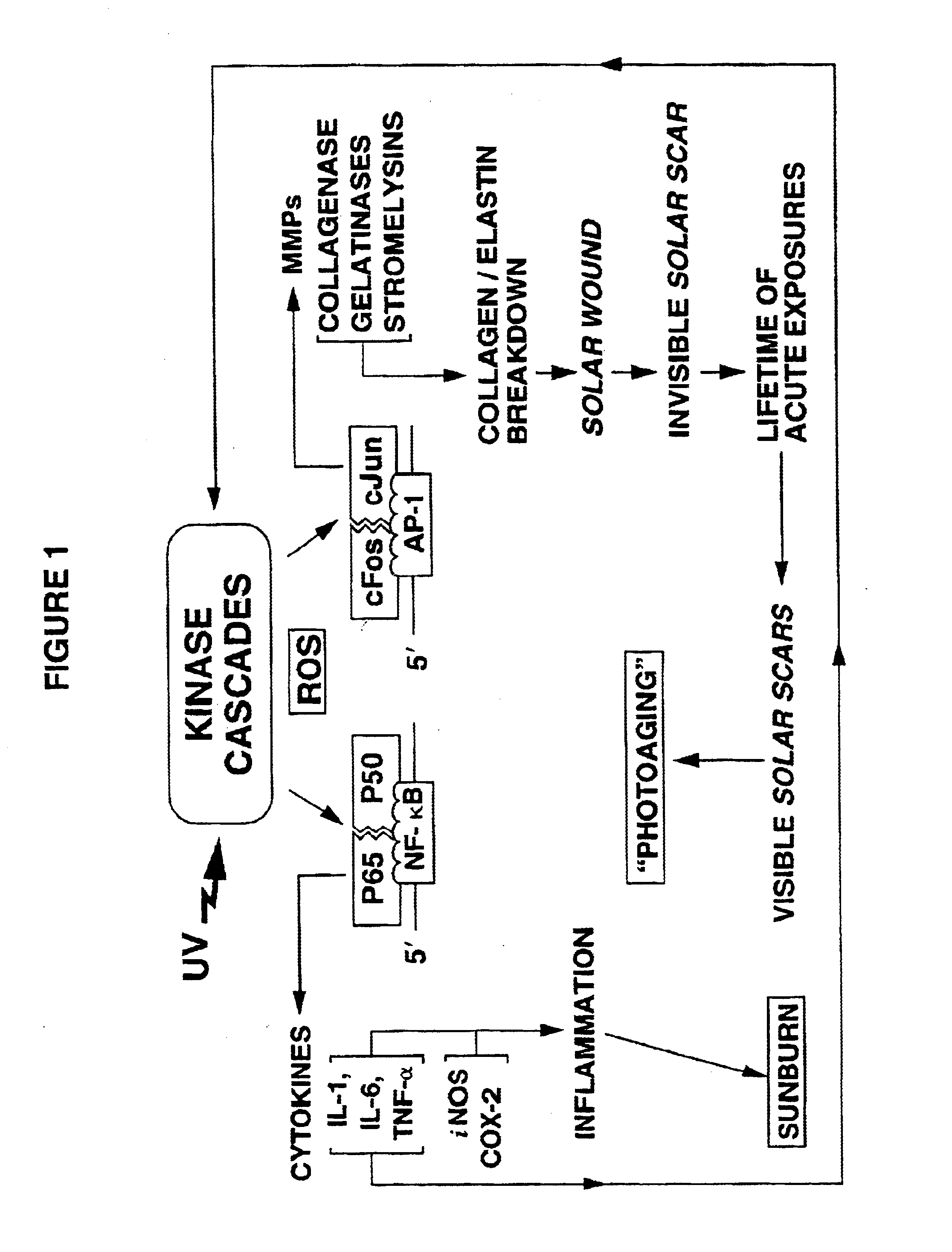 Compositions and methods using direct MMP inhibitors for inhibiting photoaging of skin