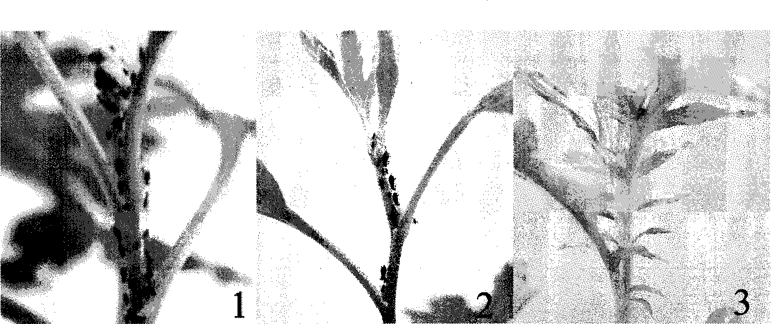 Method for identifying aphis resistance of chrysanthemum by artificial inoculation