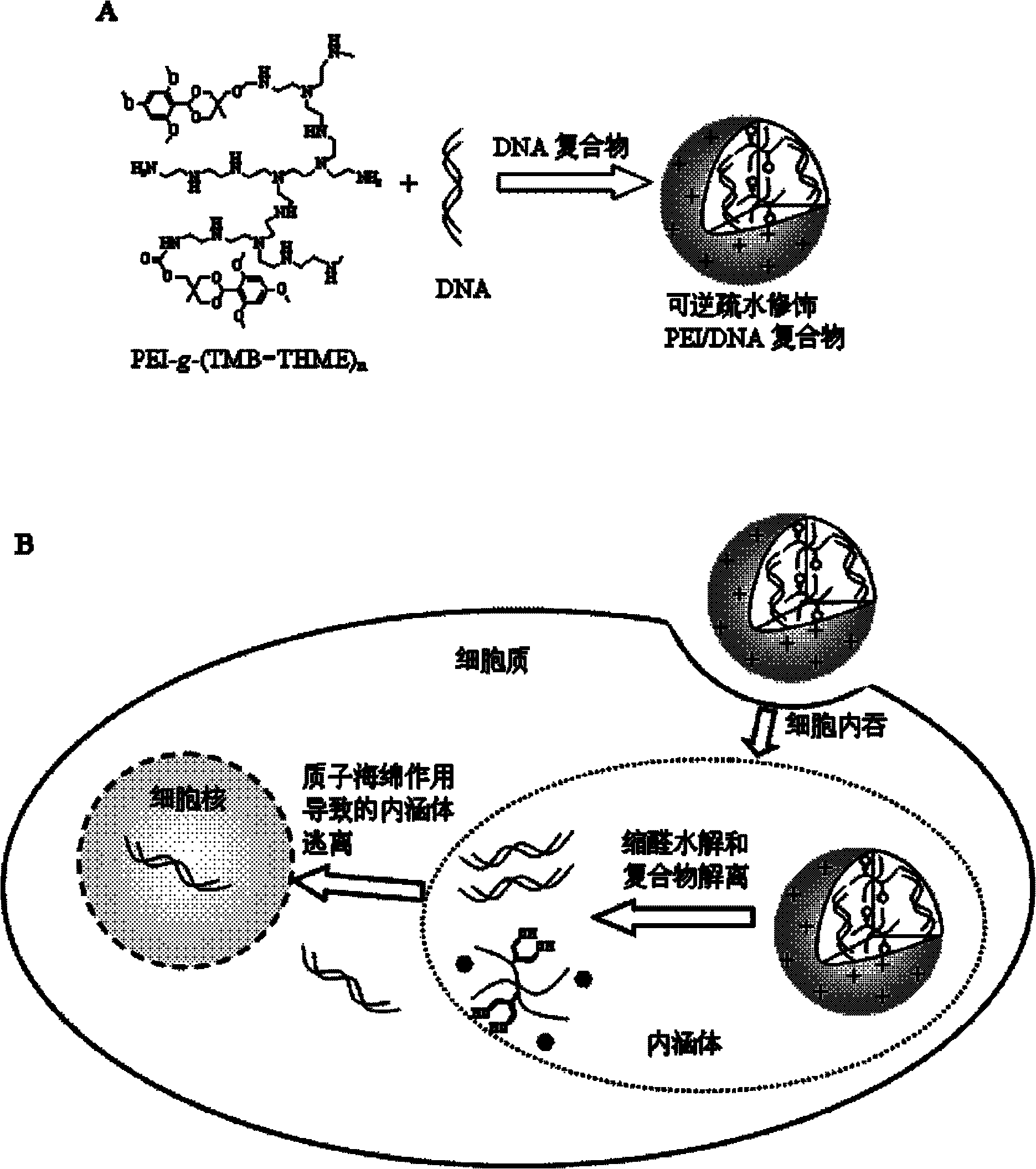Hydrophobic-group-modified polyethyleneimine derivative and application thereof