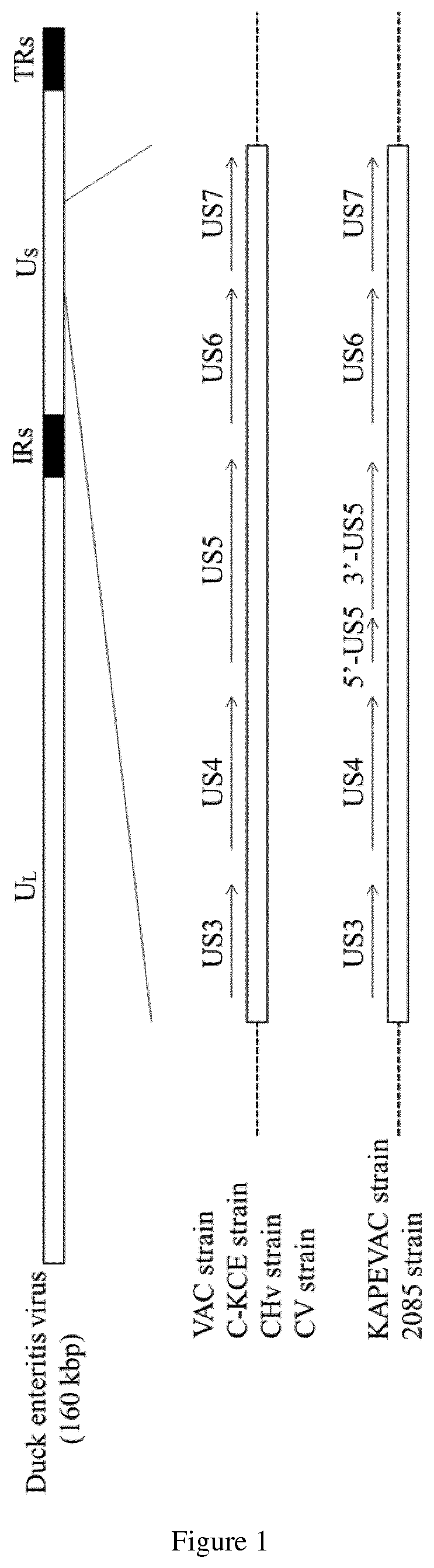 Duck Enteritis Virus and the uses thereof