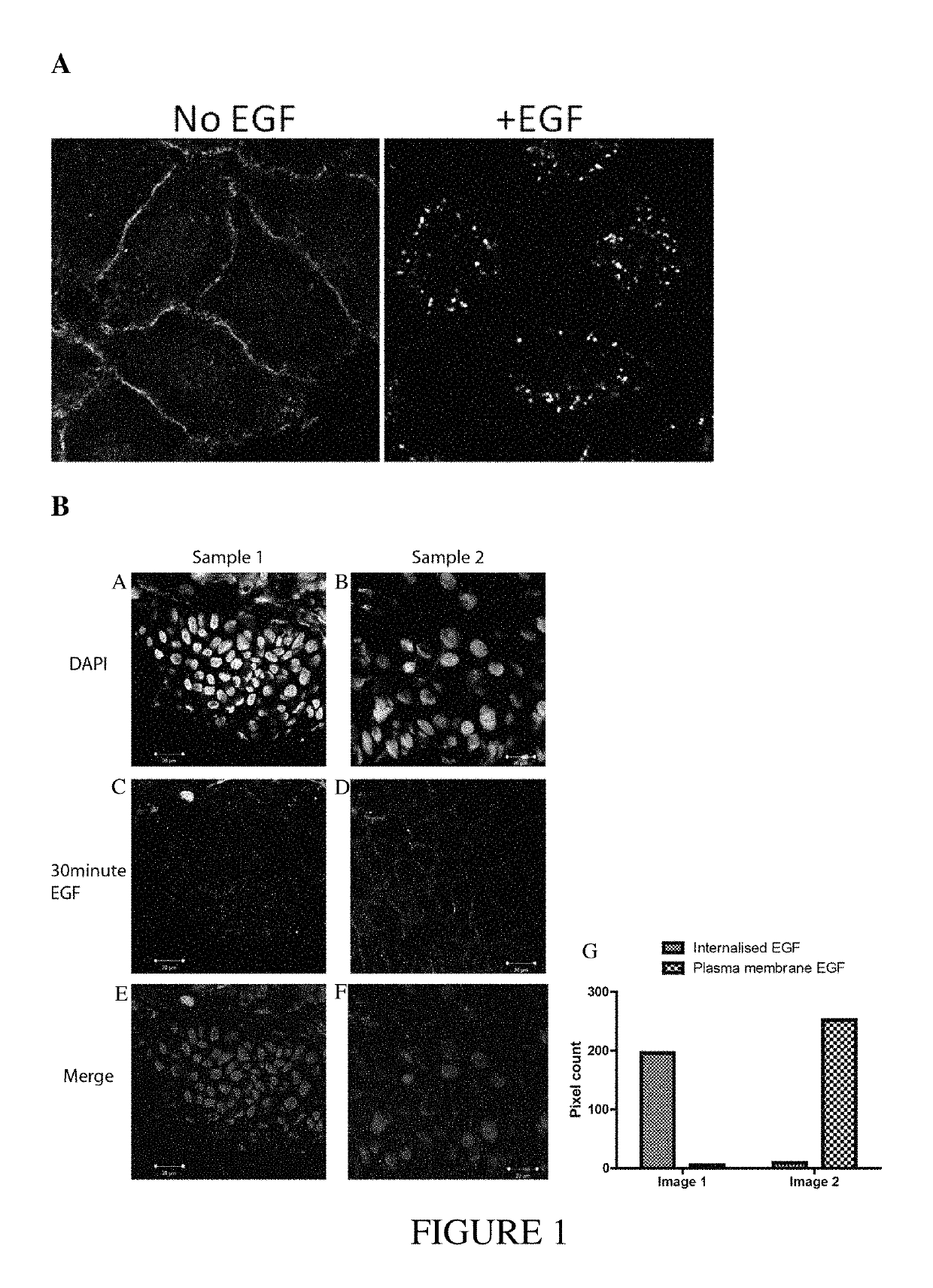 Use of endocytosis inhibitors and antibodies for cancer therapy