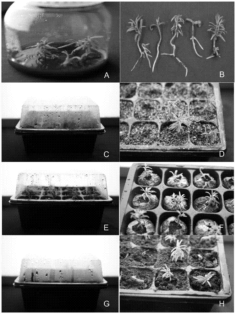 A kind of domestication and transplanting method of Chinese yew tissue culture seedling