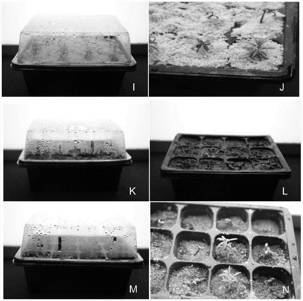 A kind of domestication and transplanting method of Chinese yew tissue culture seedling