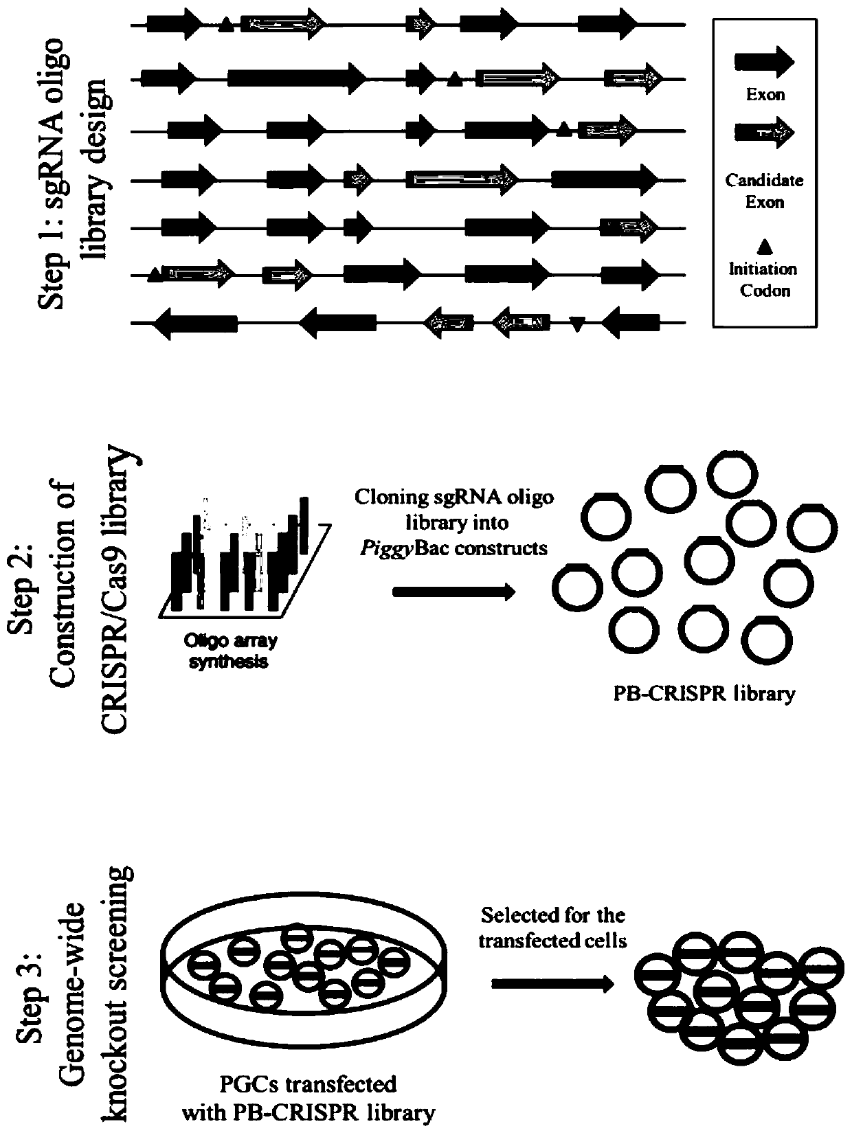 Method for screening related host factors of target virus and application