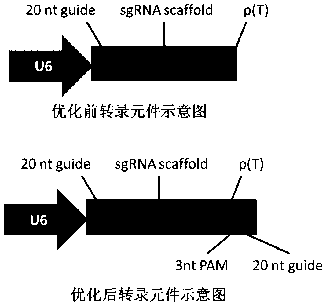 Method for screening related host factors of target virus and application