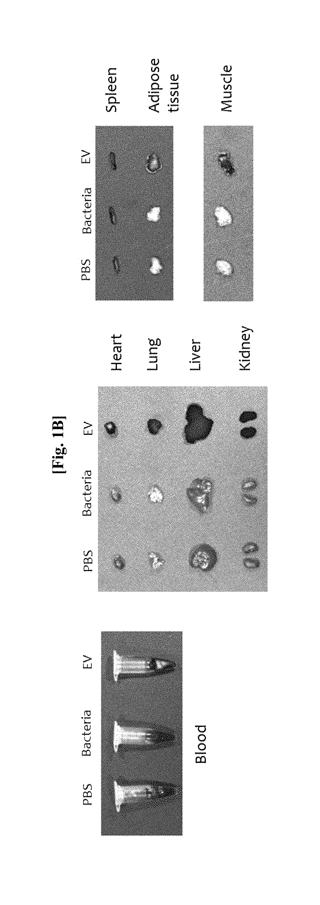 Nanovesicle derived from proteus genus bacteria, and use thereof