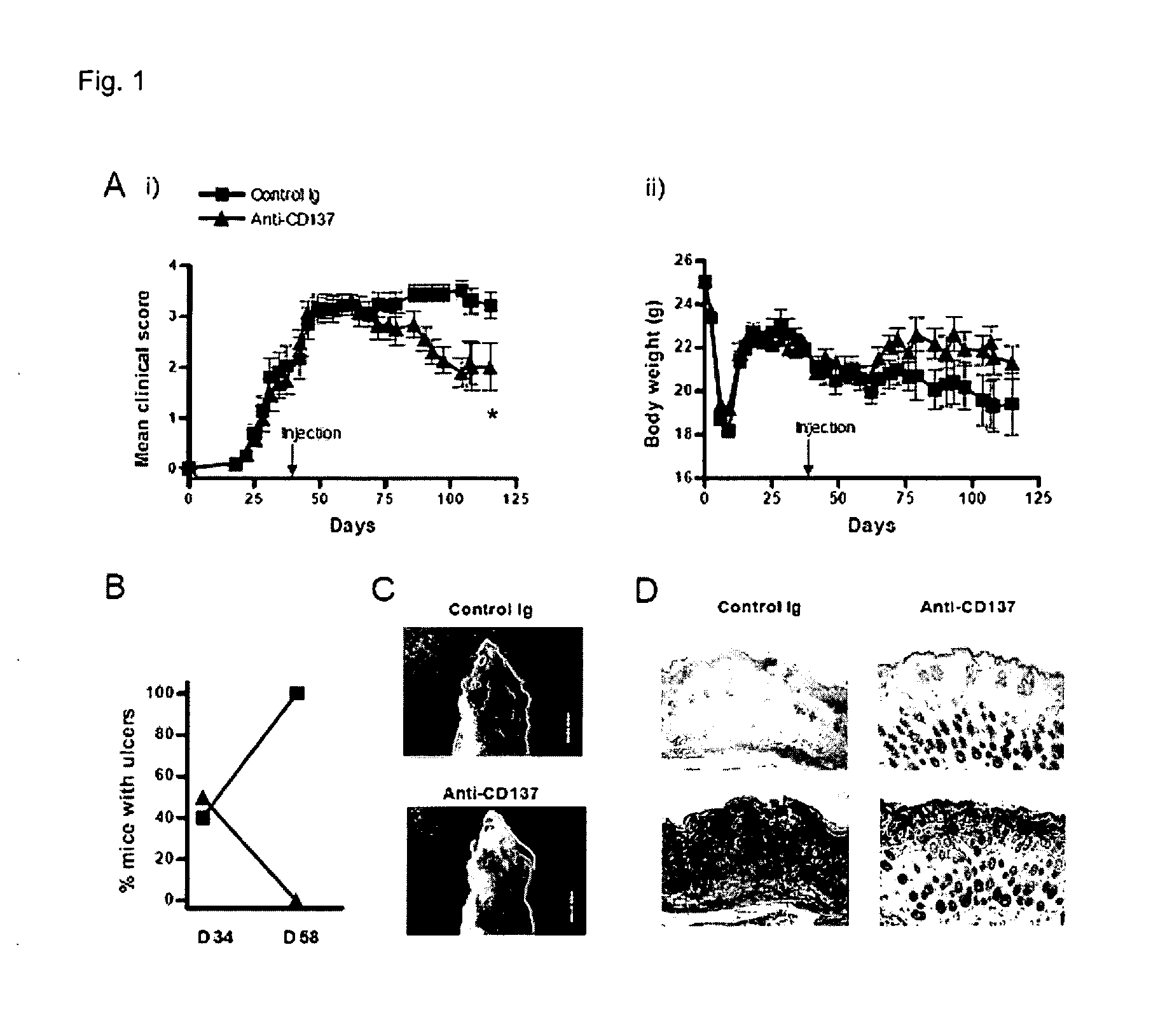 Pharmaceutical Composition for Preventing or Treating Chronic Graft-Versus-Disease Comprising Anti-CD137 Monoclonal Antibody