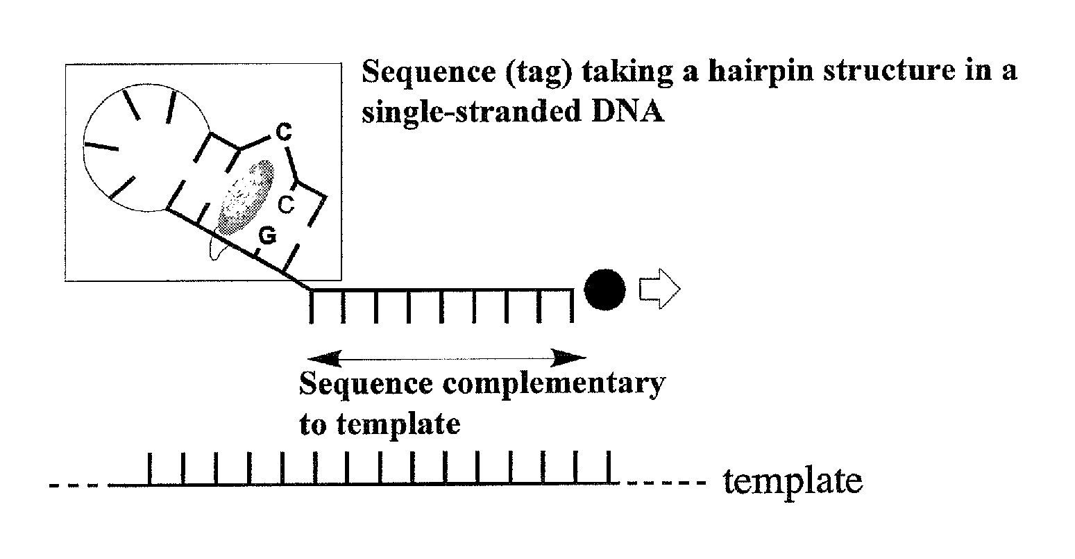 Method for detecting single nucleotide polymorphism in nucleic acid