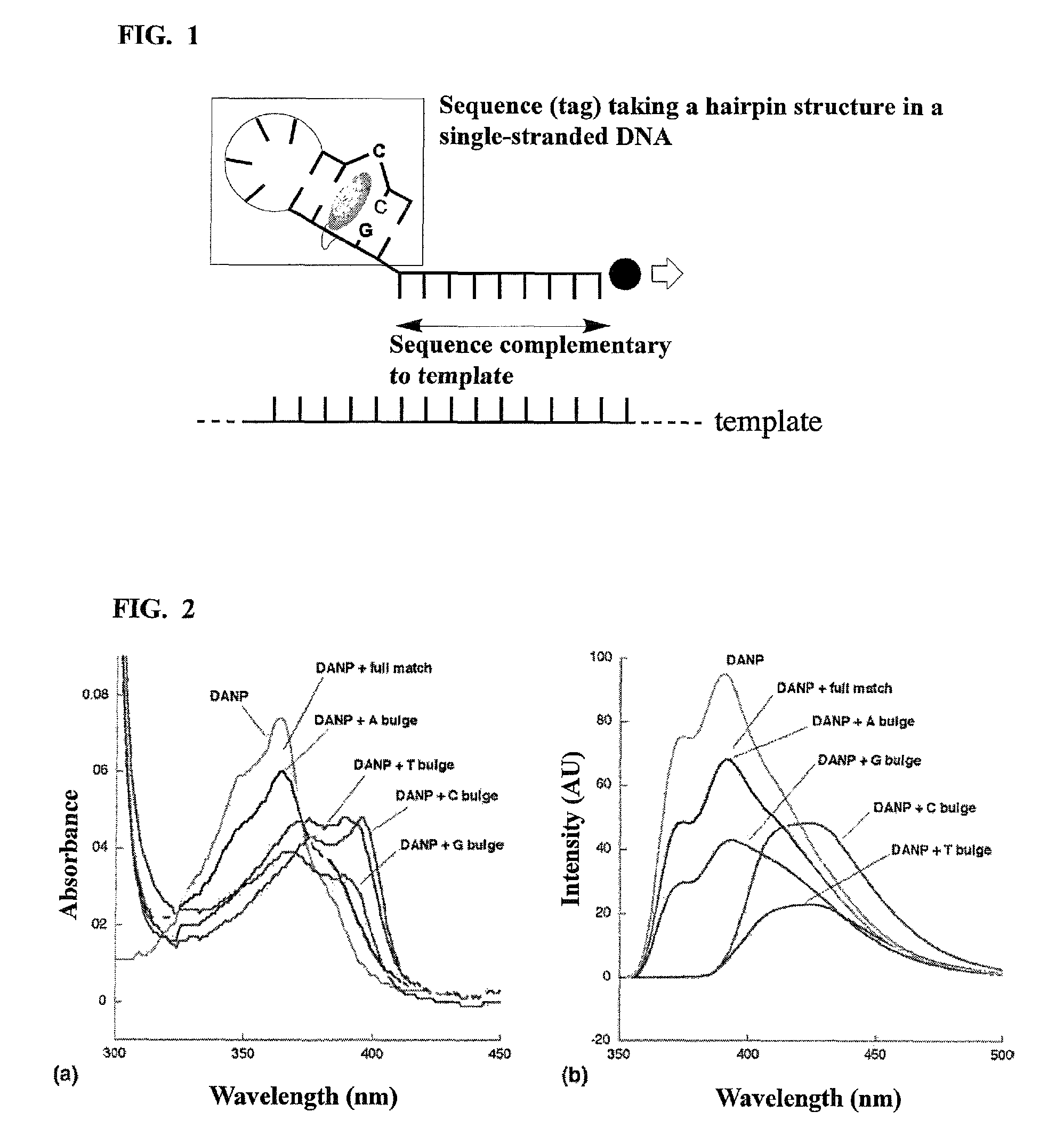 Method for detecting single nucleotide polymorphism in nucleic acid