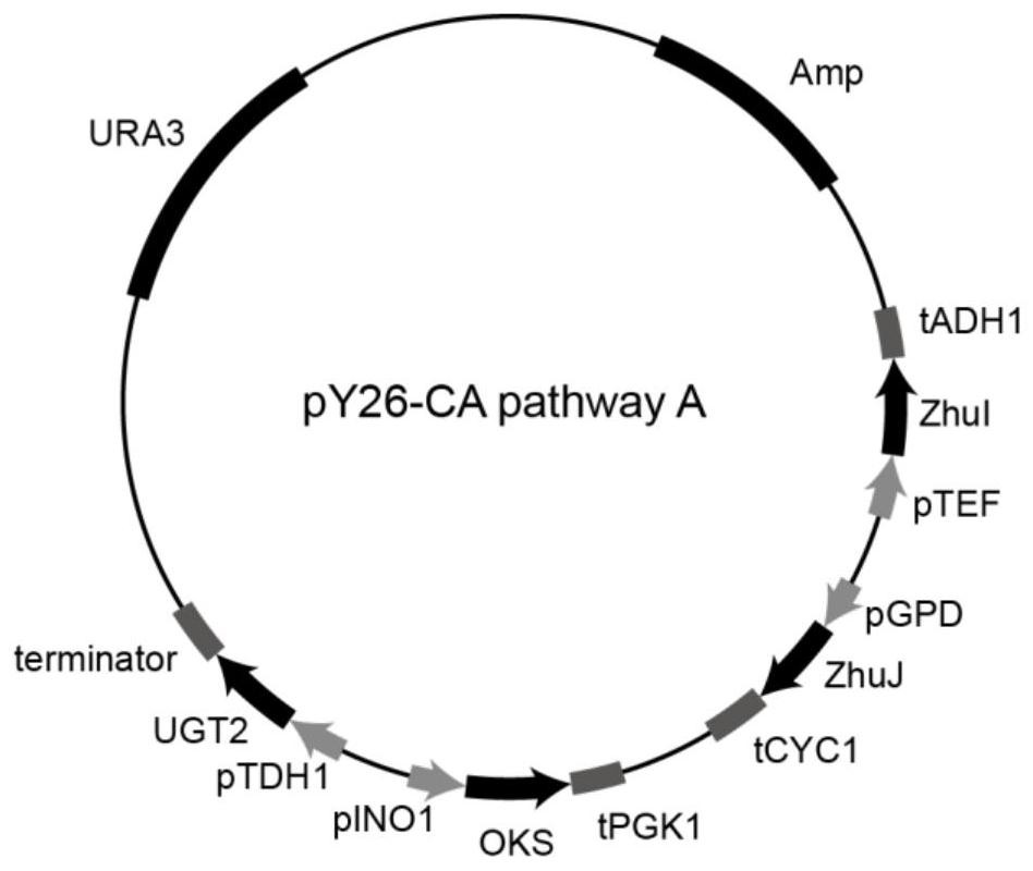Construction and application of recombinant saccharomyces cerevisiae for synthesizing carminic acid