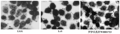 Lactobacillus reuteri with weight reducing function and application of lactobacillus reuteri