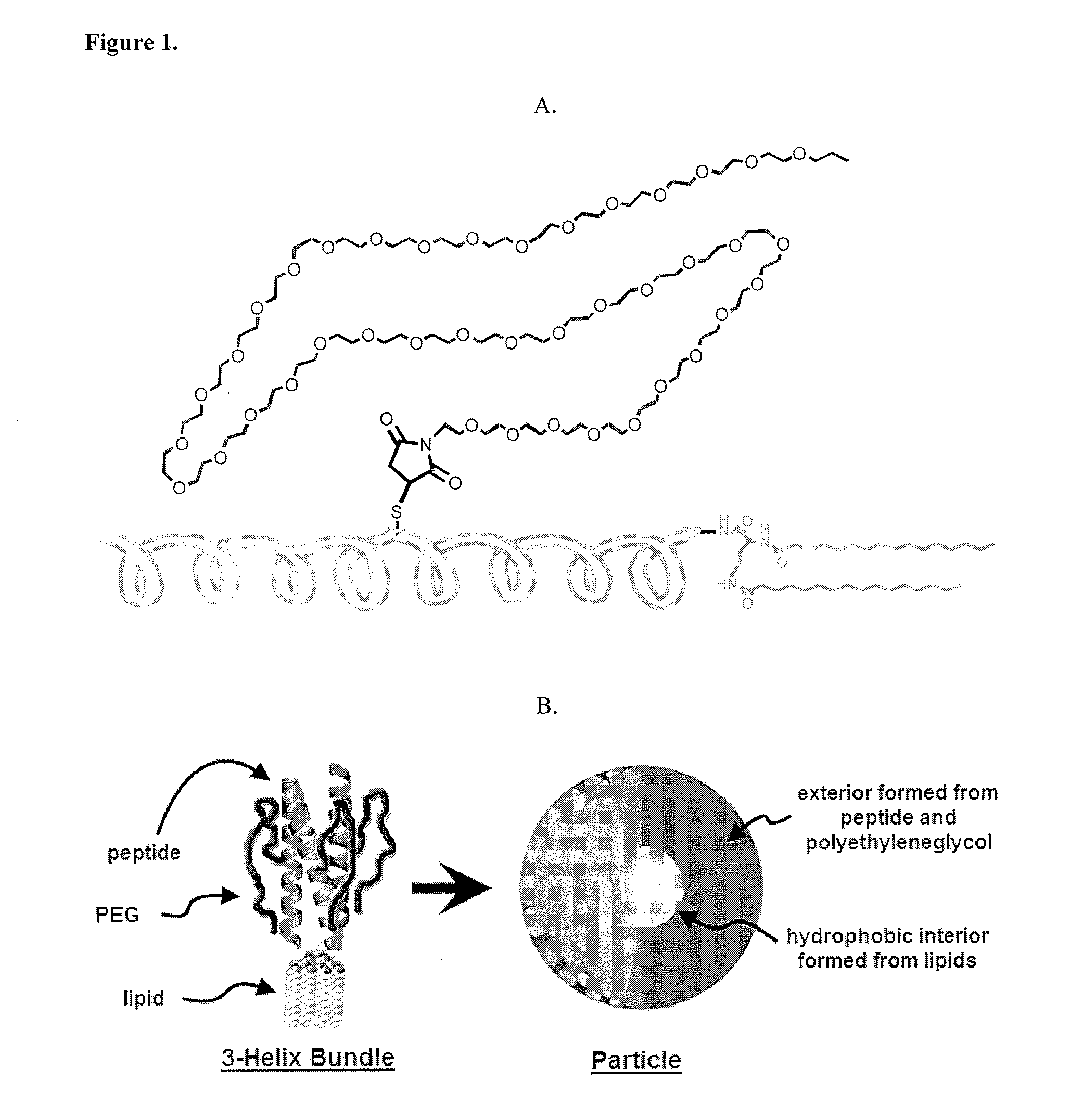 Lipid-Peptide-Polymer Conjugates and Nanoparticles Thereof