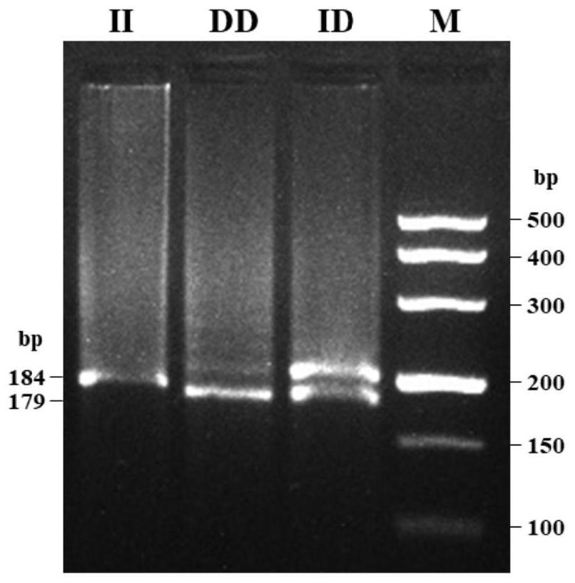 A detection method and application of boar star gene 5-bp repeat deletion polymorphism