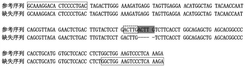 A detection method and application of boar star gene 5-bp repeat deletion polymorphism