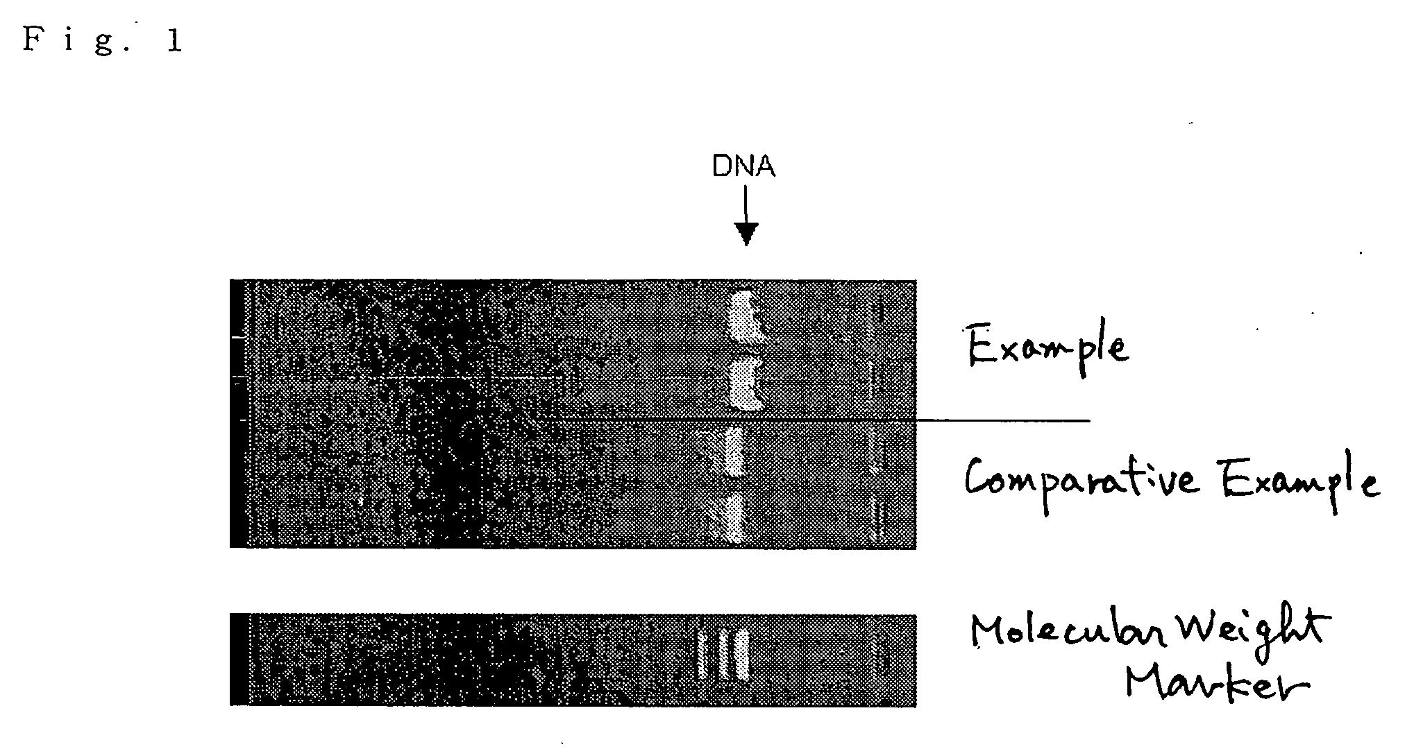 Method of isolating and purifying a nucleic acid