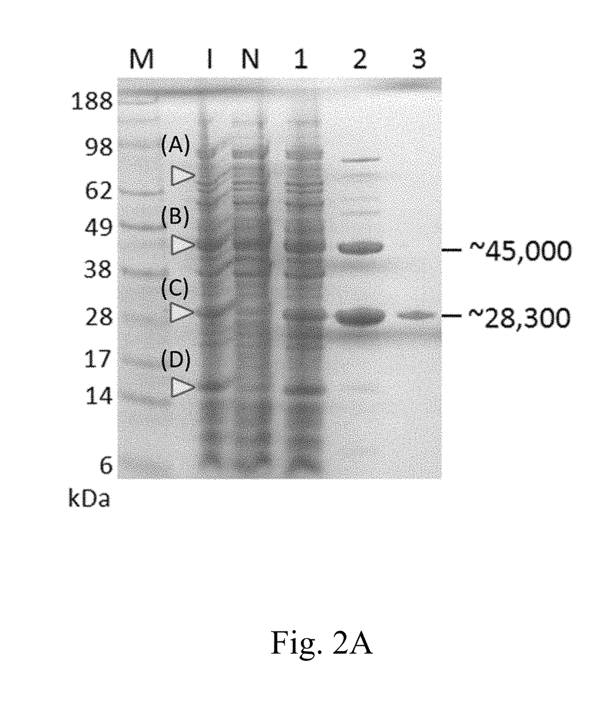 Expression system for producing protein having a N-terminal pyroglutamate residue
