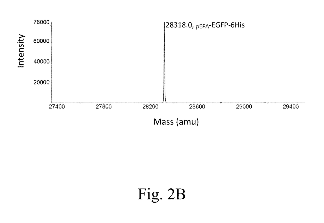 Expression system for producing protein having a N-terminal pyroglutamate residue