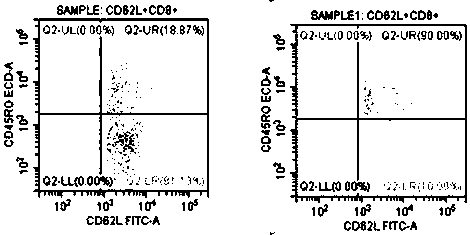 TCM (central memory T cell) induced by peripheral blood mononuclear cells, and application