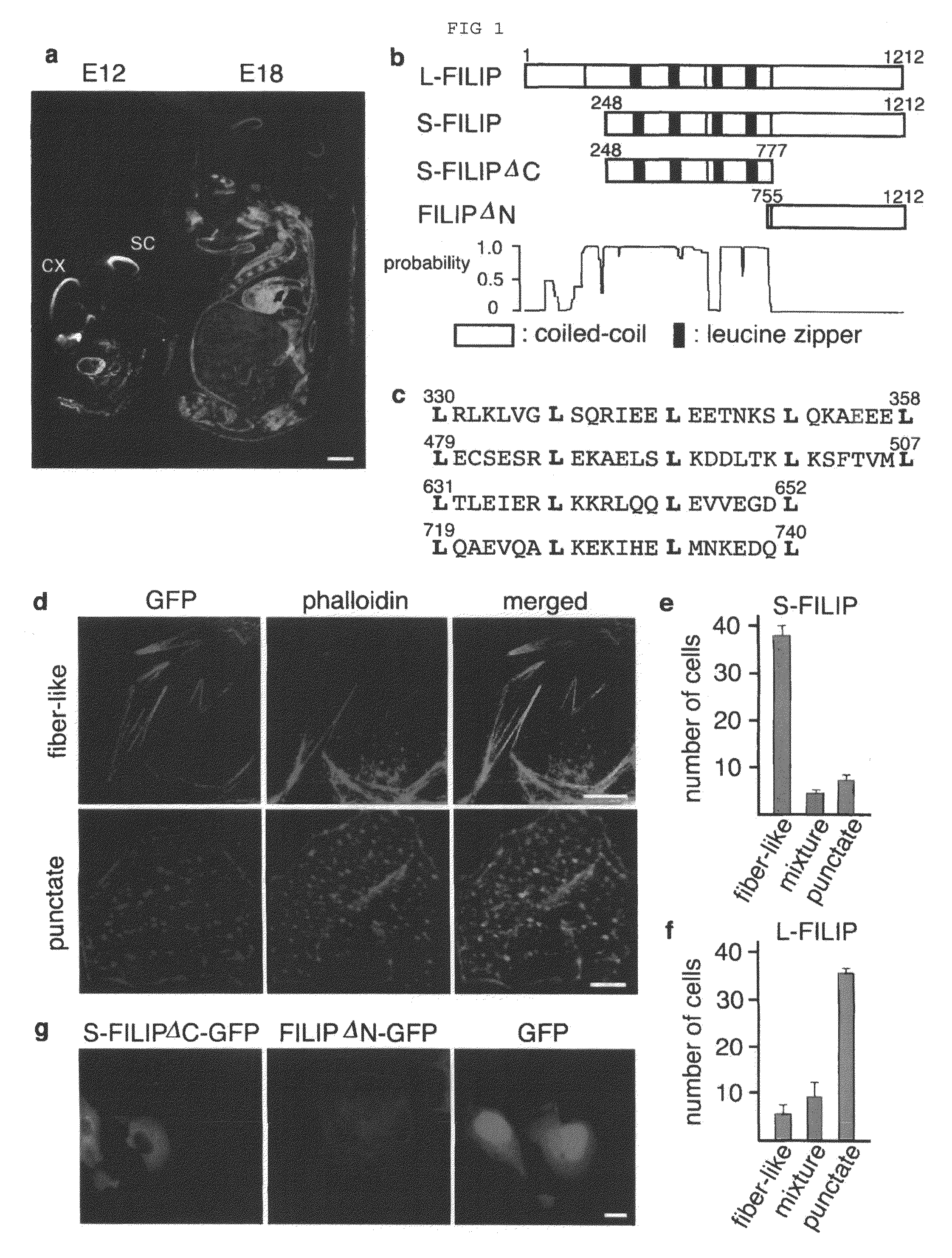 Proteins having effects of controlling cell migration and cell death